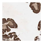 Merck Anti-MTCH1 antibody produced in rabbit
