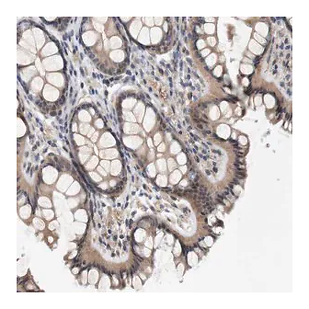 Merck Anti-CYB561 antibody produced in rabbit