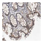 Merck Anti-CYB561 antibody produced in rabbit