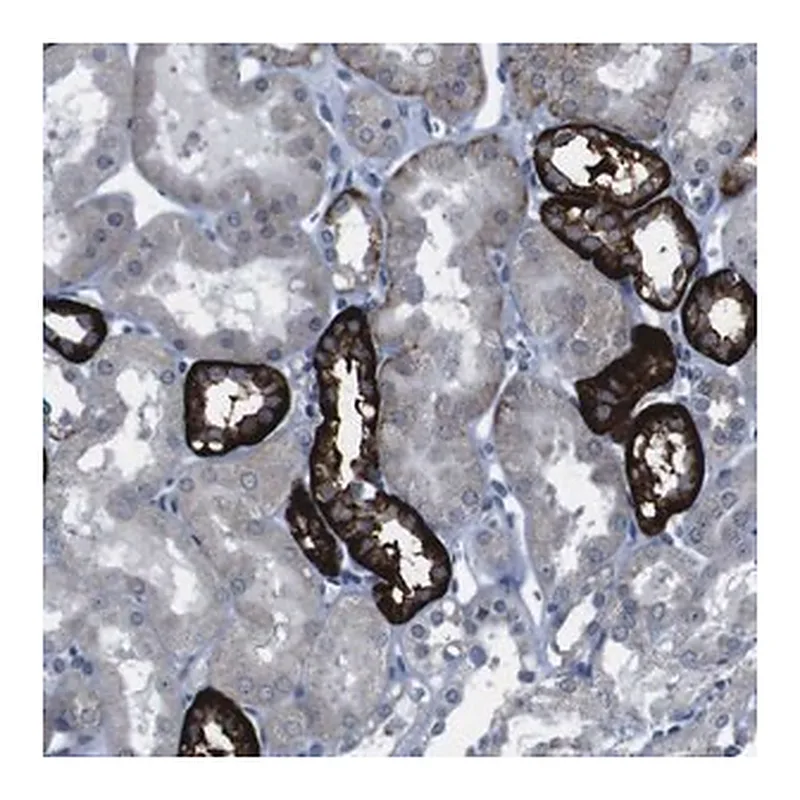 Merck Anti-CDH22 antibody produced in rabbit