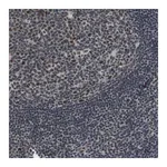 Merck Anti-ISY1 antibody produced in rabbit