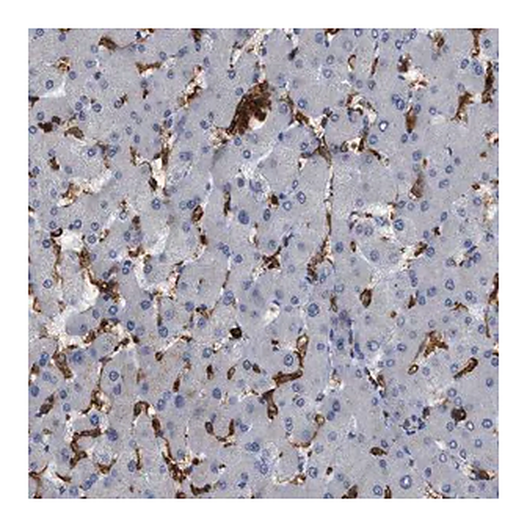Merck Anti-CD300A antibody produced in rabbit