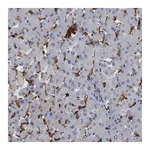 Merck Anti-CD300A antibody produced in rabbit