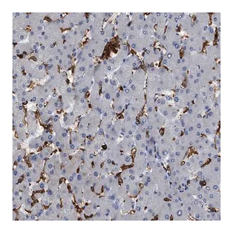 Merck Anti-CD300A antibody produced in rabbit