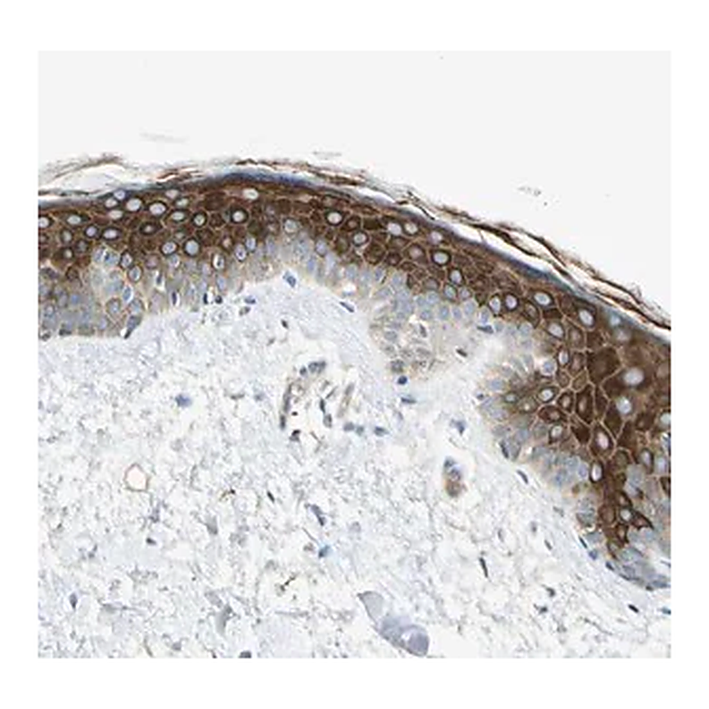 Merck Anti-ADGRA3 antibody produced in rabbit