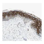 Merck Anti-ADGRA3 antibody produced in rabbit