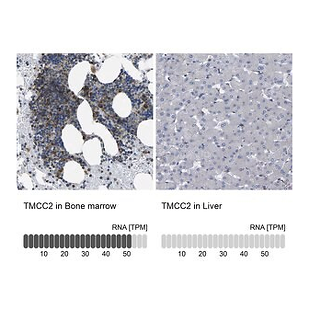 Merck Anti-TMCC2 antibody produced in rabbit