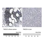 Merck Anti-TMCC2 antibody produced in rabbit