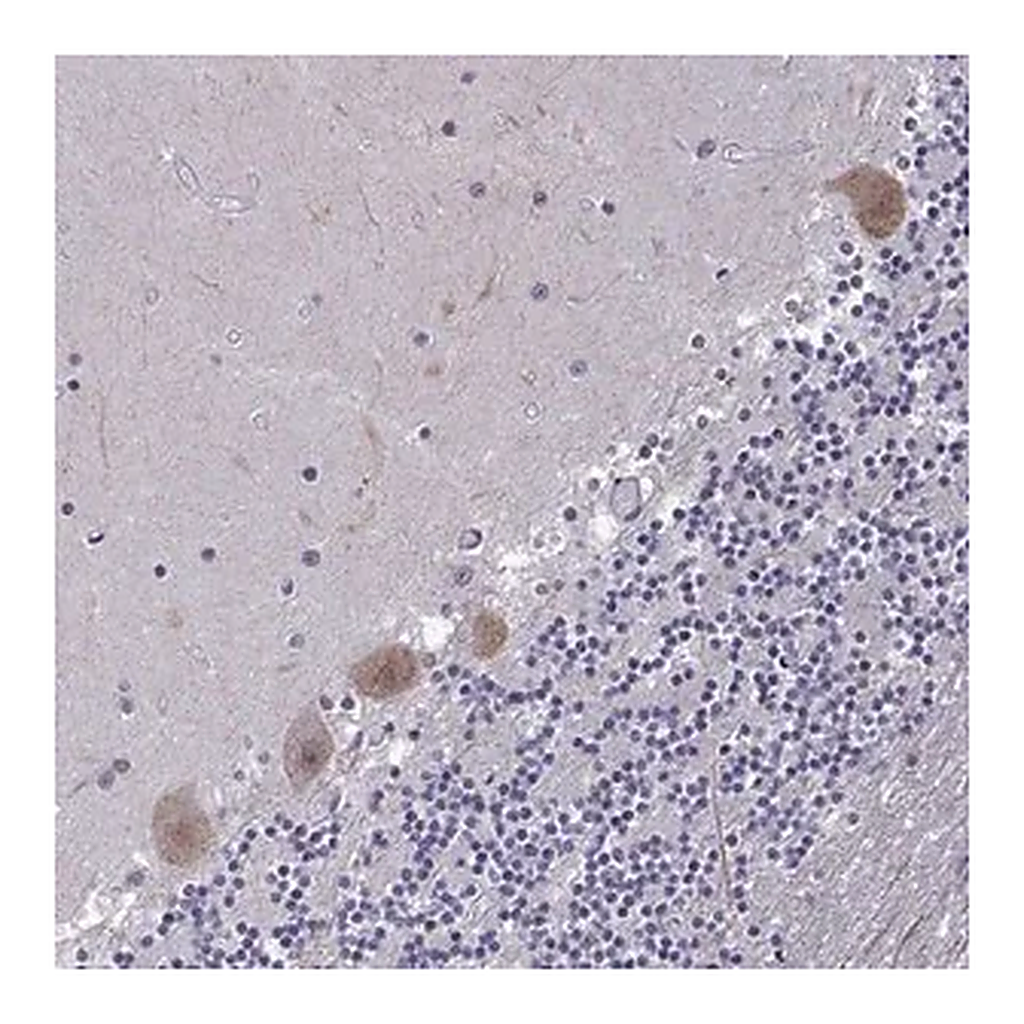 Merck Anti-FGF3 antibody produced in rabbit