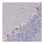 Merck Anti-FGF3 antibody produced in rabbit
