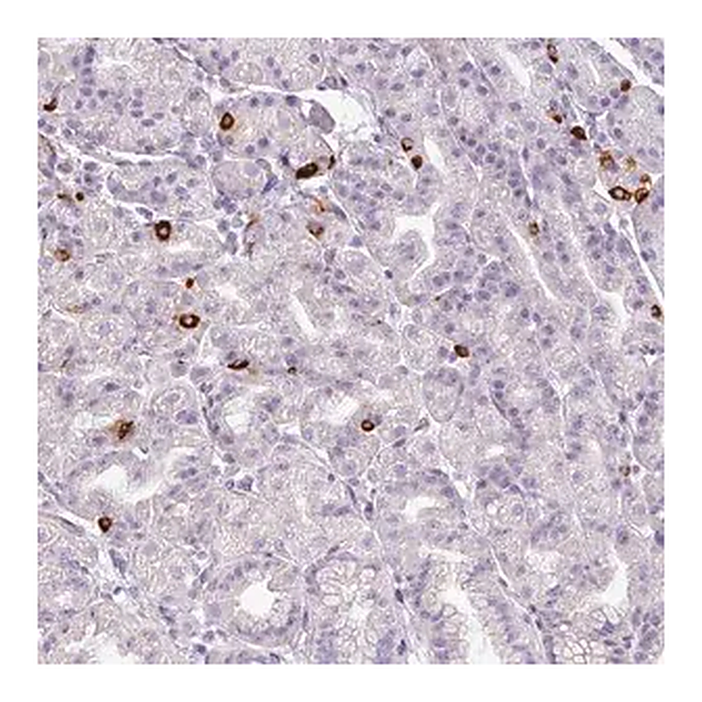 Merck Anti-ASB1 antibody produced in rabbit