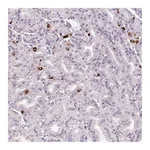 Merck Anti-ASB1 antibody produced in rabbit