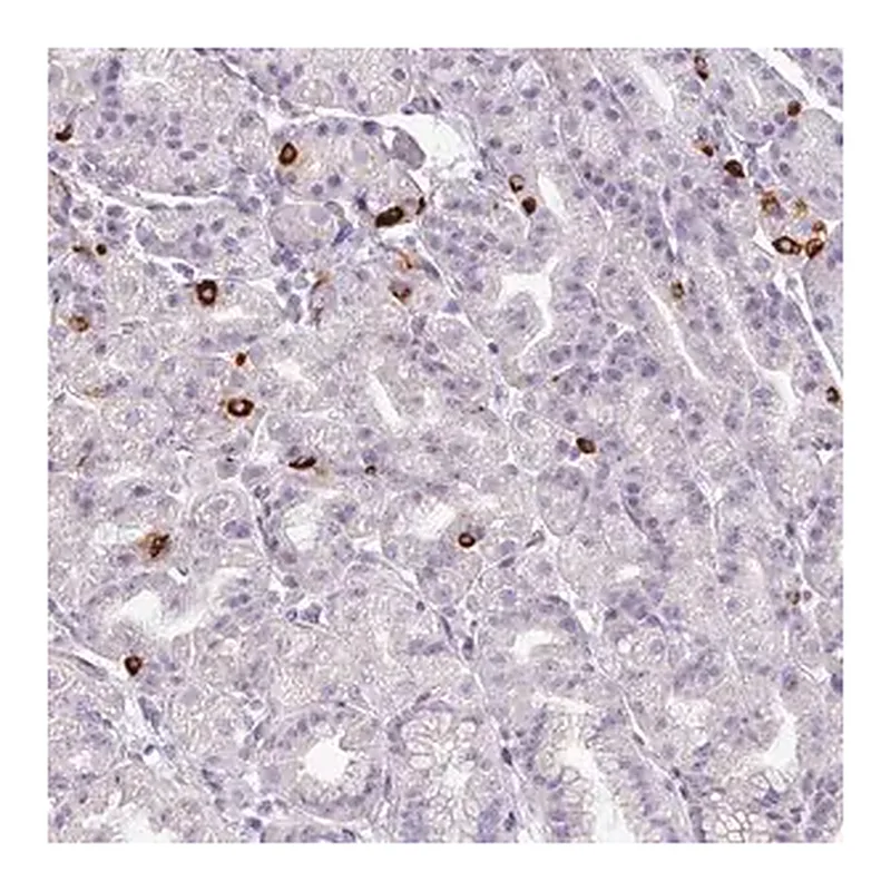 Merck Anti-ASB1 antibody produced in rabbit