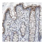 Merck Anti-B4GALNT2 antibody produced in rabbit