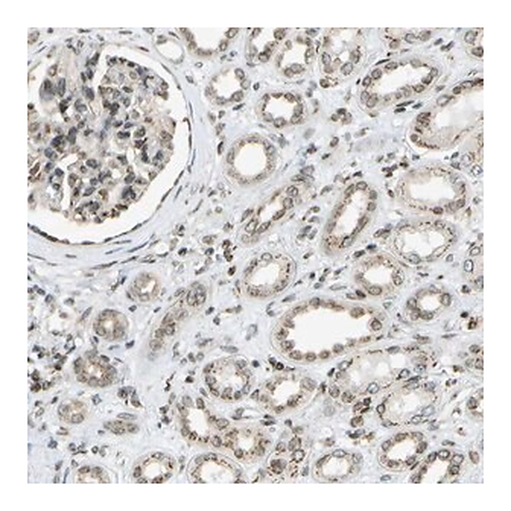 Merck Anti-EVC antibody produced in rabbit