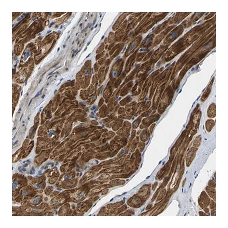 Merck Anti-HIGD2B antibody produced in rabbit