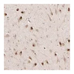 Merck Anti-PSMD14 antibody produced in rabbit