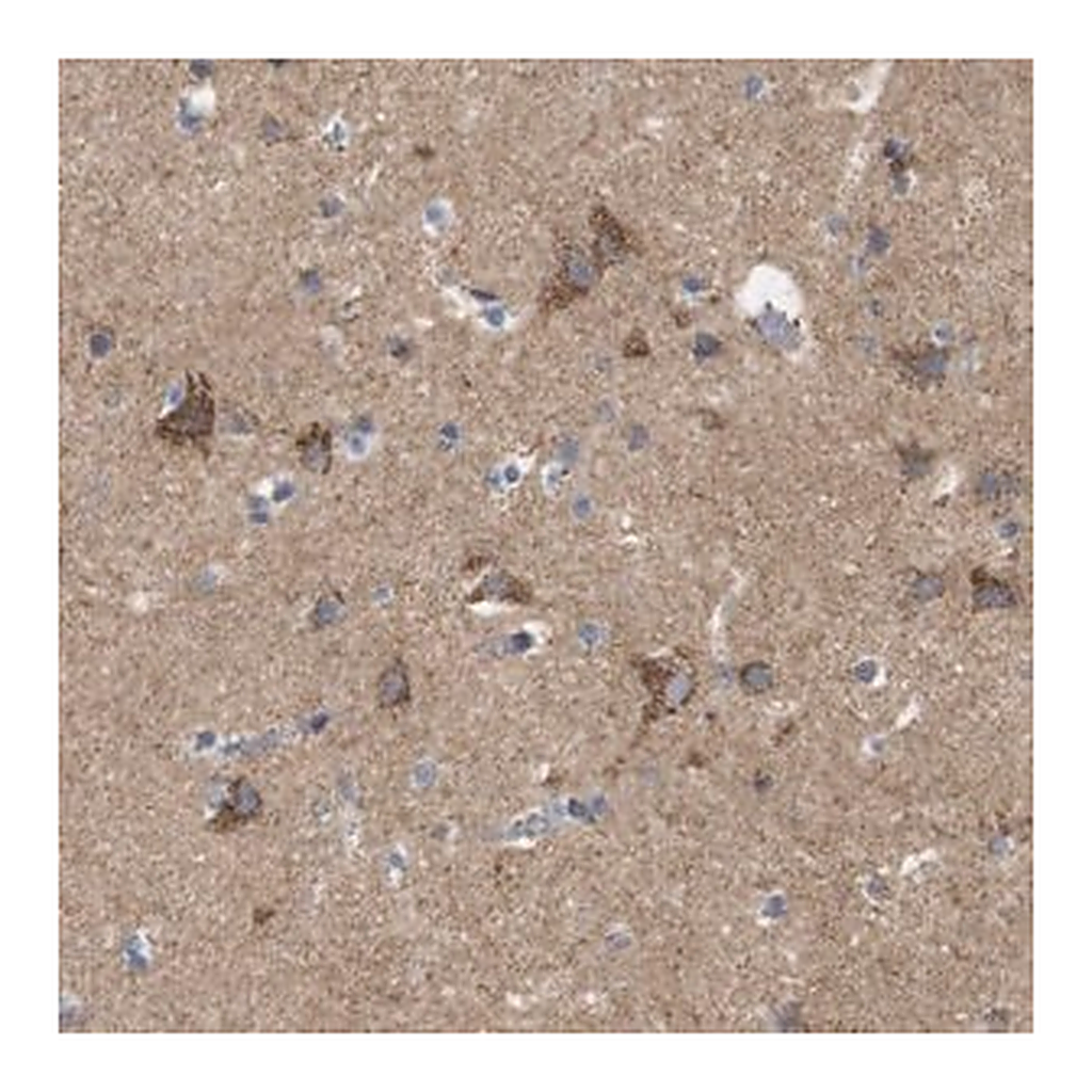 Merck Anti-FAM171B antibody produced in rabbit