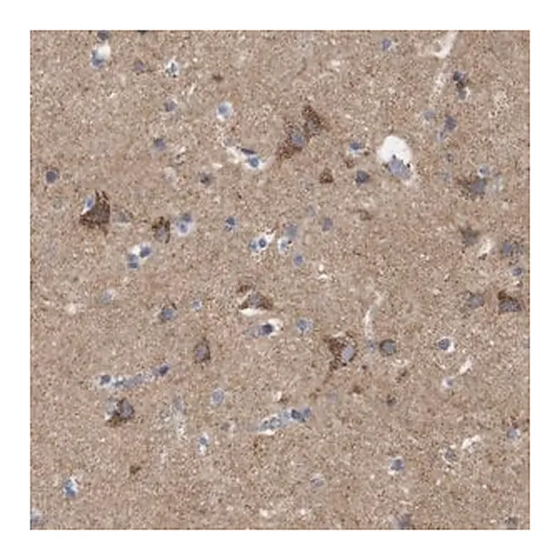 Merck Anti-FAM171B antibody produced in rabbit