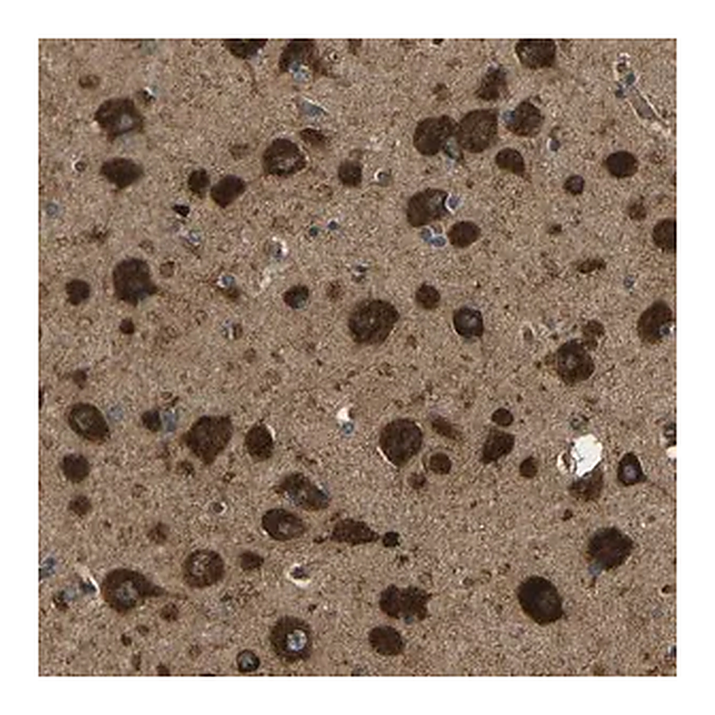 Merck Anti-ATP7A antibody produced in rabbit