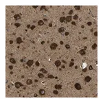 Merck Anti-ATP7A antibody produced in rabbit