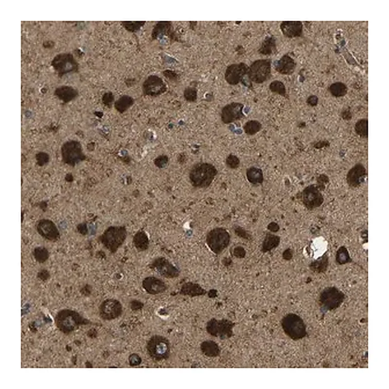 Merck Anti-ATP7A antibody produced in rabbit