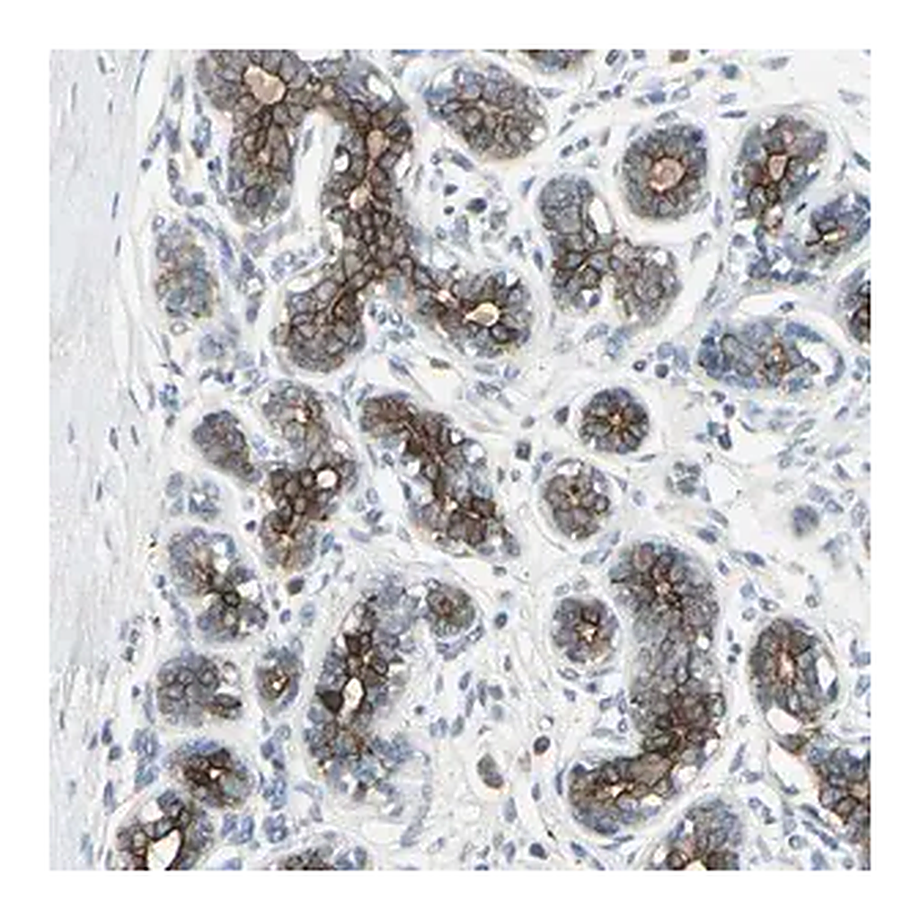 Merck Anti-TIMM21 antibody produced in rabbit
