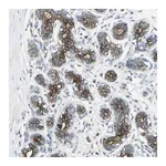Merck Anti-TIMM21 antibody produced in rabbit