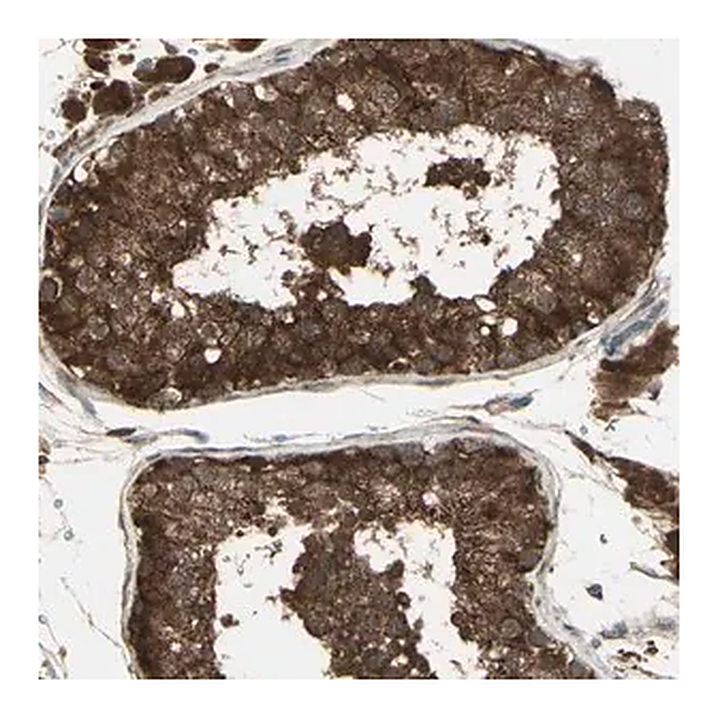 Merck Anti-NAXD antibody produced in rabbit
