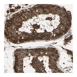 Merck Anti-NAXD antibody produced in rabbit