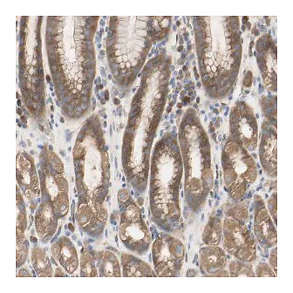 Merck Anti-C3orf52 antibody produced in rabbit