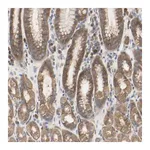 Merck Anti-C3orf52 antibody produced in rabbit