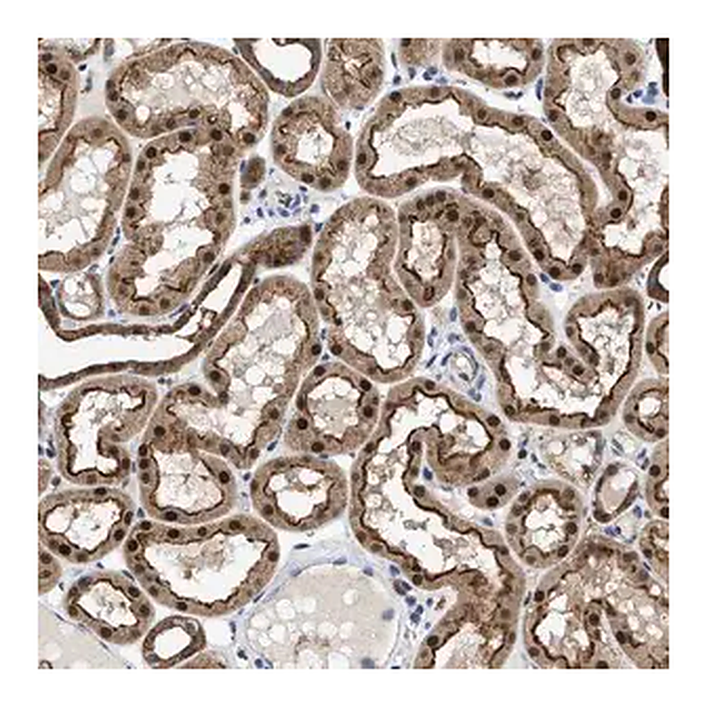 Merck Anti-ENPP4 antibody produced in rabbit