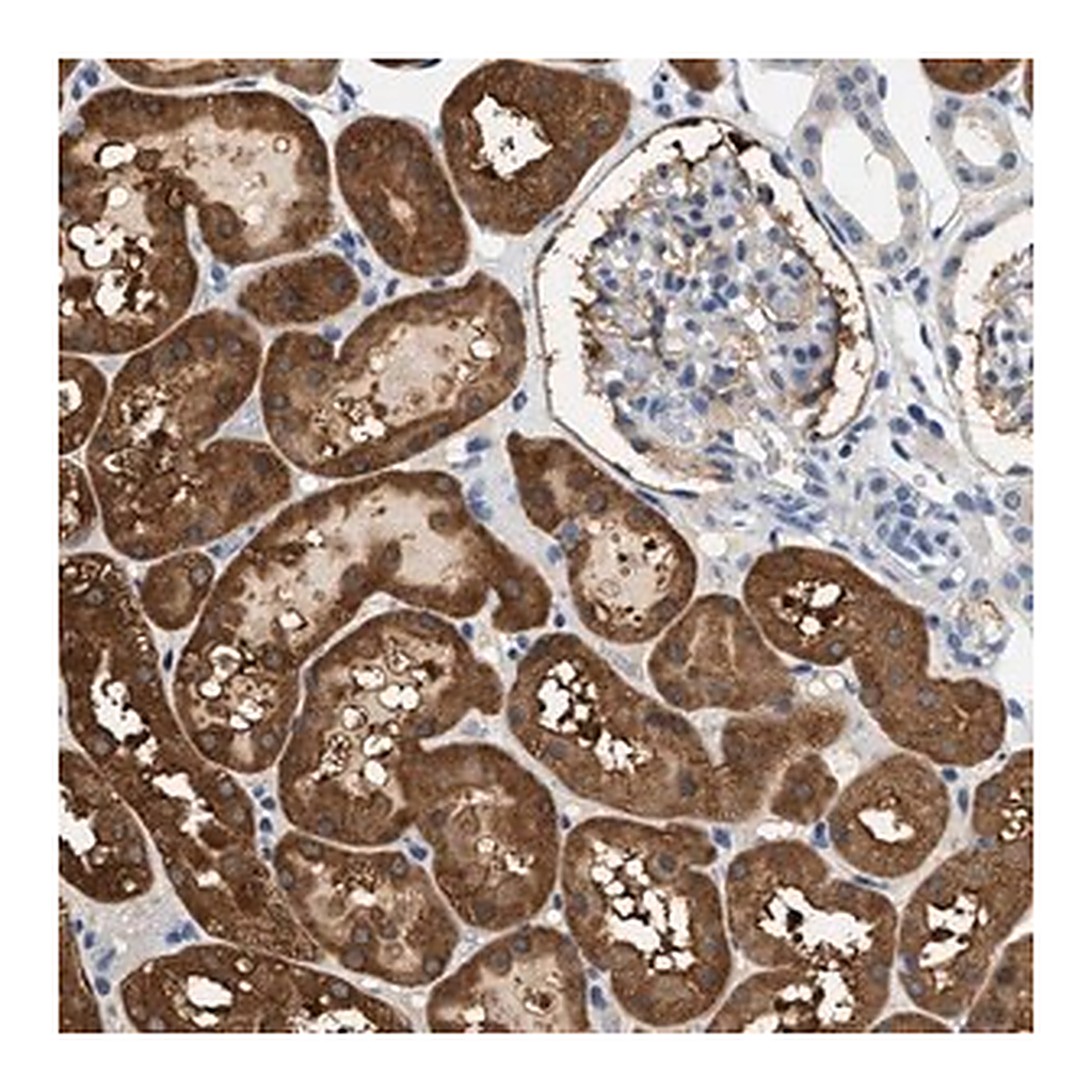 Merck Anti-SLC35E1 antibody produced in rabbit