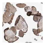 Merck Anti-ITSN1 antibody produced in rabbit