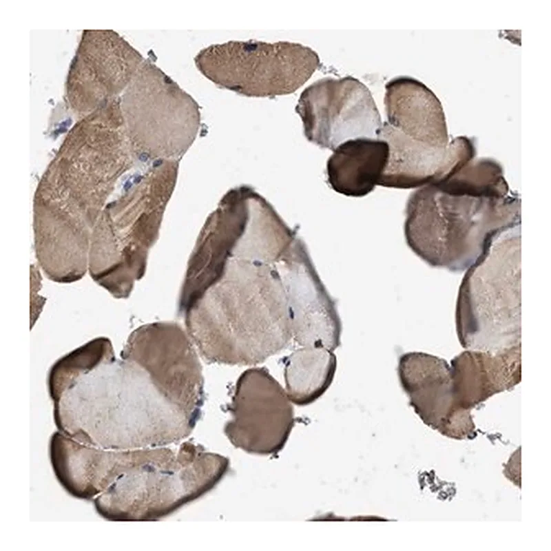 Merck Anti-ITSN1 antibody produced in rabbit