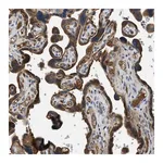 Merck Anti-RIPK2 antibody produced in rabbit