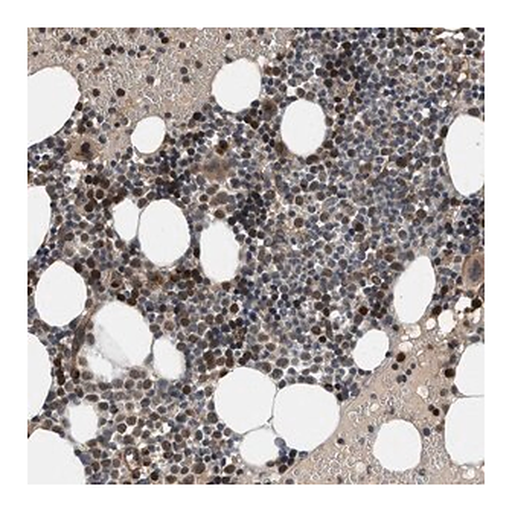 Merck Anti-GPATCH2L antibody produced in rabbit