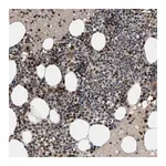 Merck Anti-GPATCH2L antibody produced in rabbit