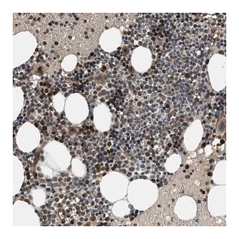 Merck Anti-GPATCH2L antibody produced in rabbit