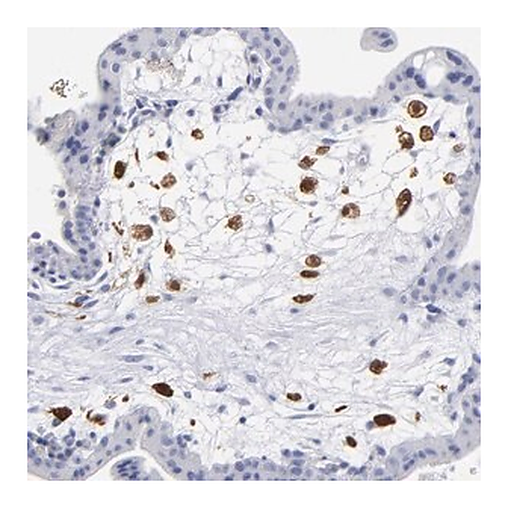 Merck Anti-PTP4A1 antibody produced in rabbit