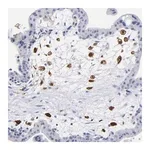 Merck Anti-PTP4A1 antibody produced in rabbit