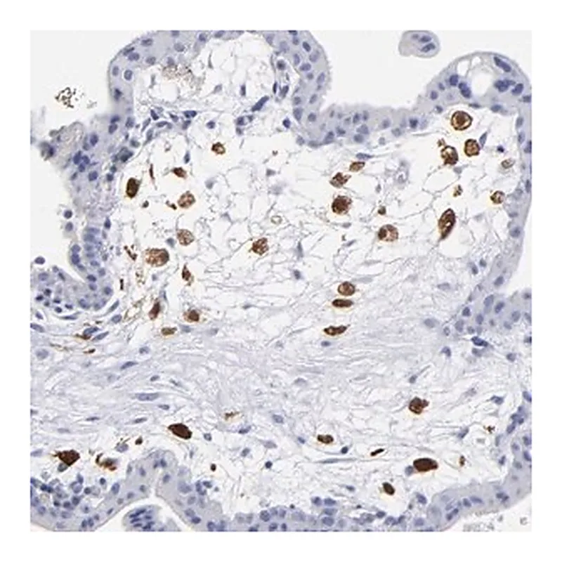 Merck Anti-PTP4A1 antibody produced in rabbit