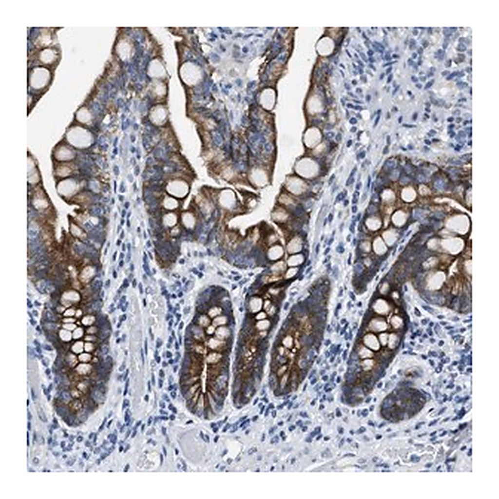 Merck Anti-MRPL39 antibody produced in rabbit