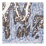 Merck Anti-MRPL39 antibody produced in rabbit