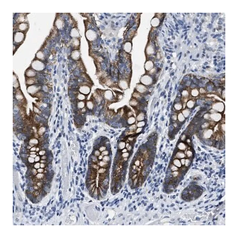 Merck Anti-MRPL39 antibody produced in rabbit