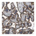 Merck Anti-NRK antibody produced in rabbit
