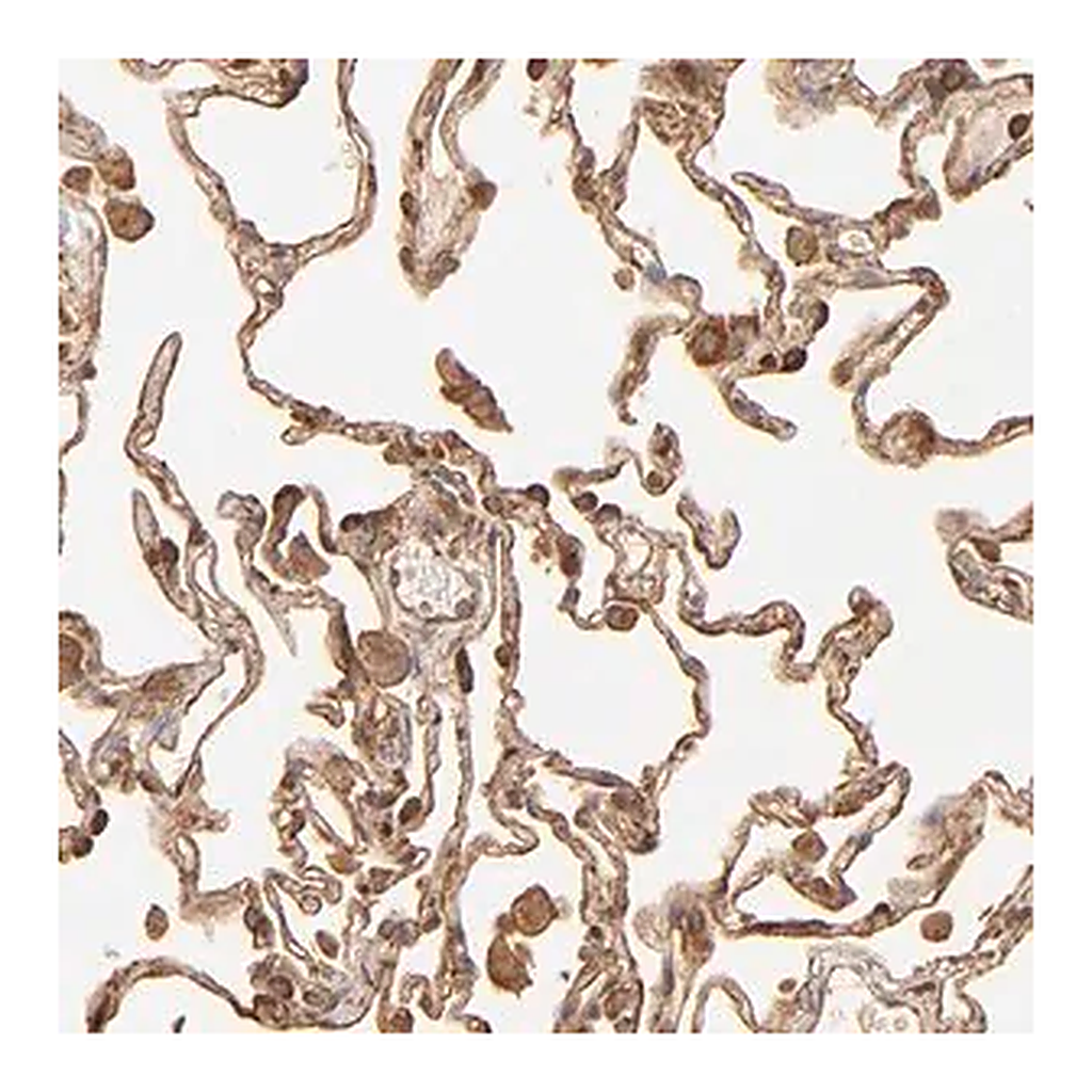 Merck Anti-DPYSL2 antibody produced in rabbit