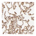 Merck Anti-DPYSL2 antibody produced in rabbit