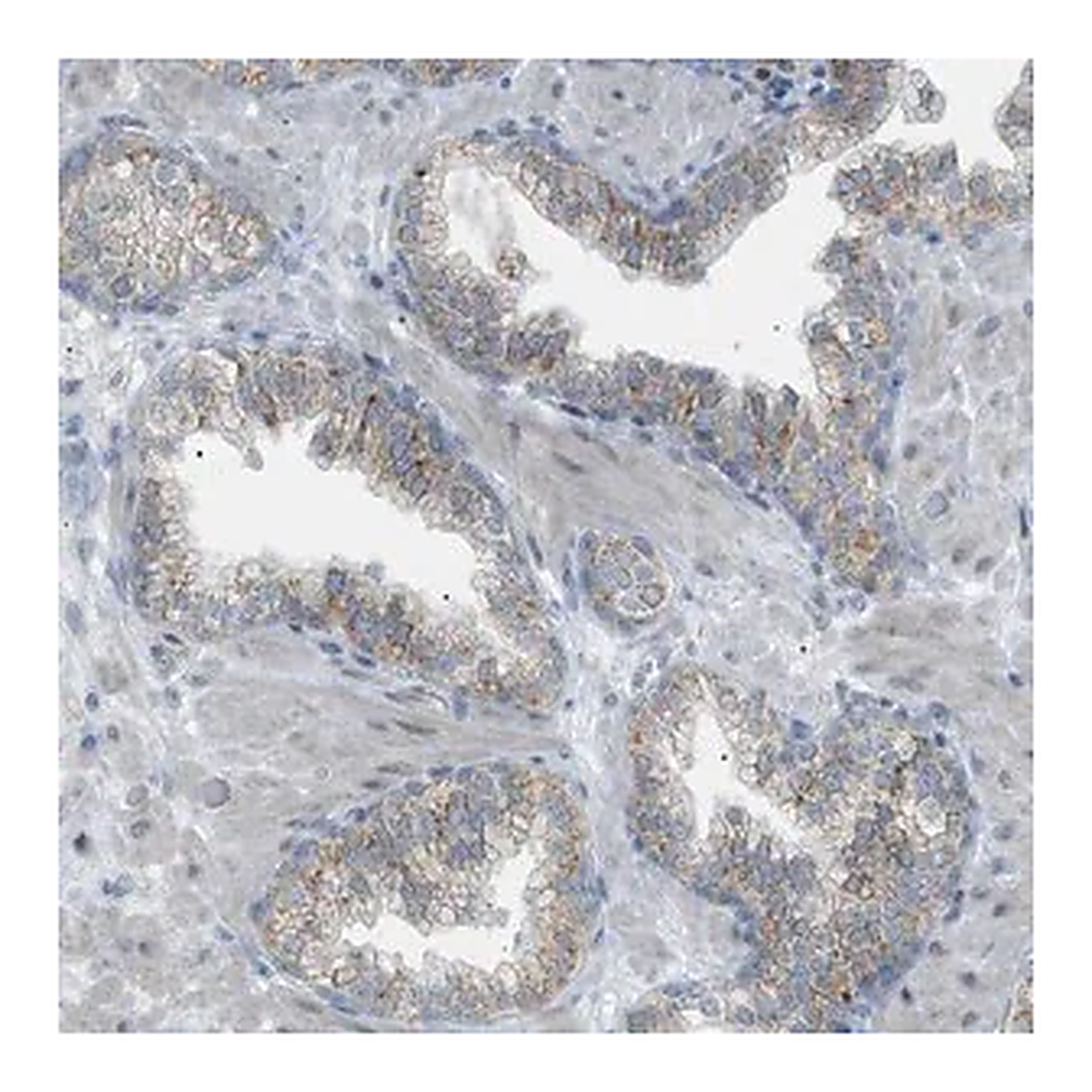 Merck Anti-ZNF516 antibody produced in rabbit